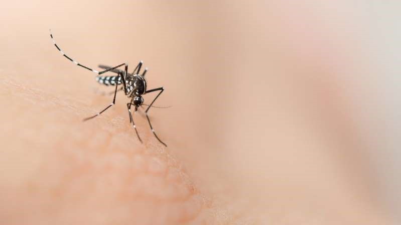 En este momento estás viendo Endurecen acciones para frenar incremento en casos de dengue