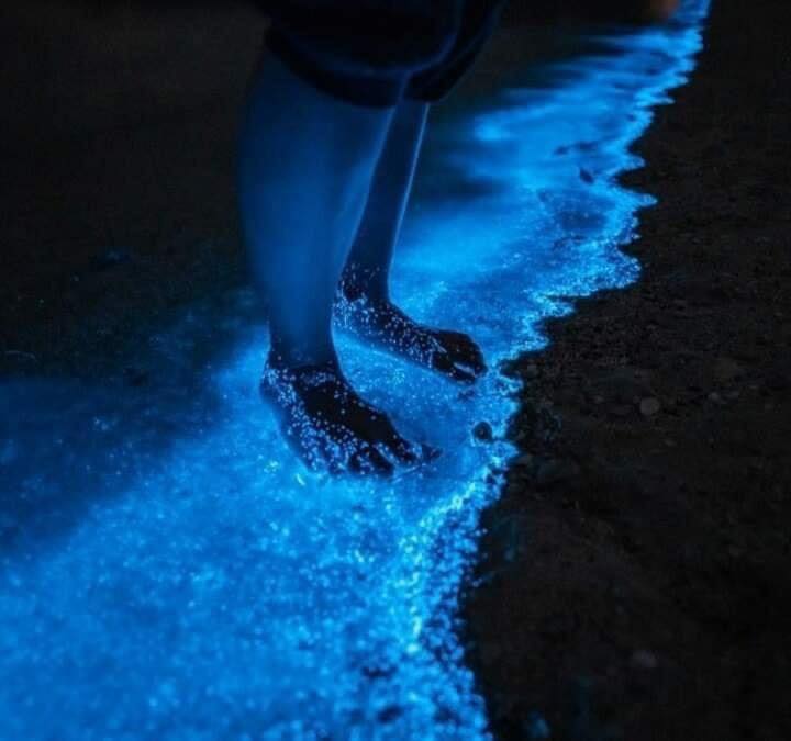 En este momento estás viendo Bioluminiscencia, fascinante fenómeno natural