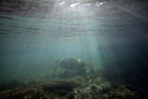 Lee más sobre el artículo Más de la mitad de los océanos, afectados por el cambio climático