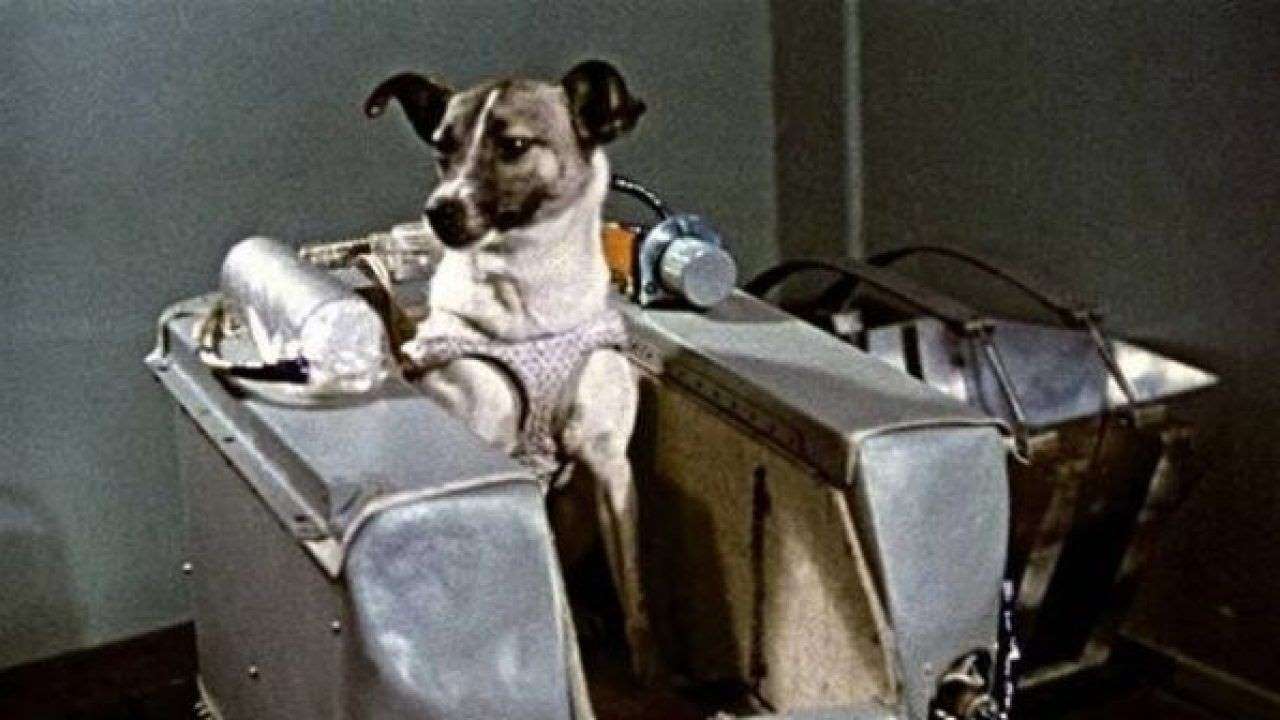 En este momento estás viendo La odisea de Laika, la perrita rusa que fue pionera en la carrera al espacio