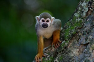Lee más sobre el artículo Día Mundial del Mono