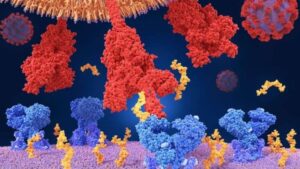 Lee más sobre el artículo Coronavirus: cuál es la diferencia entre mutaciones, variantes y una cepa