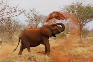 En este momento estás viendo Proclama: Fundación para la Reintroducción de los Elefantes
