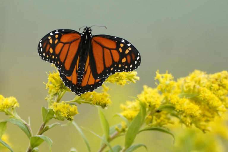 En este momento estás viendo Mariposas monarca están en problemas, pero ¿cómo ayudarlas?