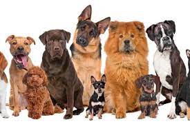 En este momento estás viendo Esta es la raza de perro para vos, según tu horóscopo