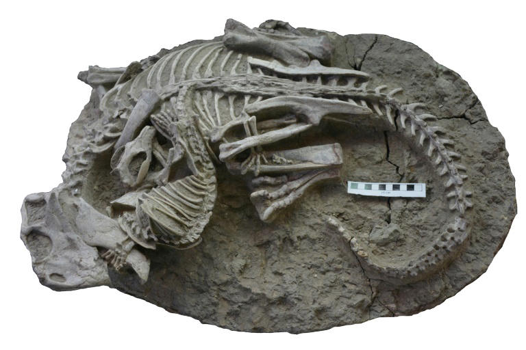 En este momento estás viendo Identificado el fósil de un mamífero atacando a un dinosaurio