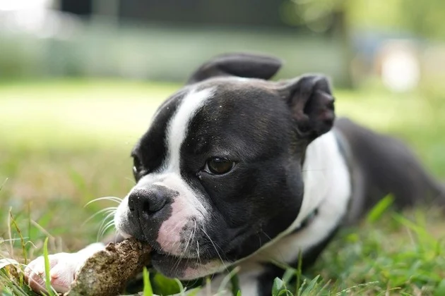 En este momento estás viendo Qué riesgos trae el calor intenso para los perros según un profesional veterinario