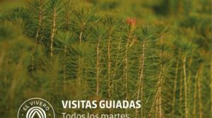 Lee más sobre el artículo VISITAS GUIADAS POR EL VIVERO